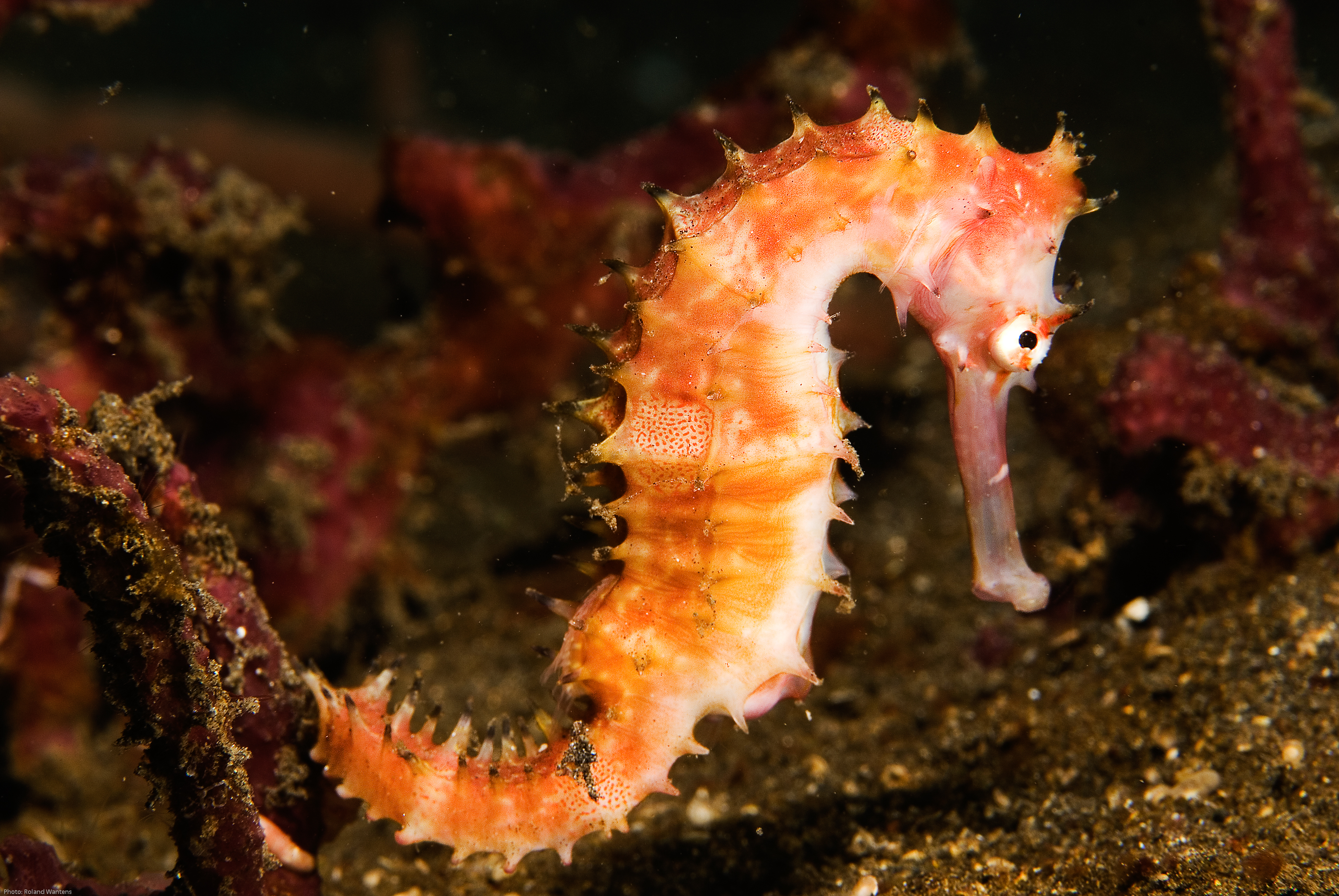NELOS Foto- en Videofestival 2008, category "GuyLian Seahorses of the World 2008". Photo taken on 22/07/2008 at Lembeh Strait, North Sulawesi, Indonesia. Photo: Roland Wantens.