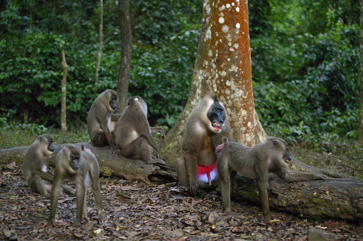 Afi Mountain Wildlife Sanctuary, Nigeria | Whitley Award