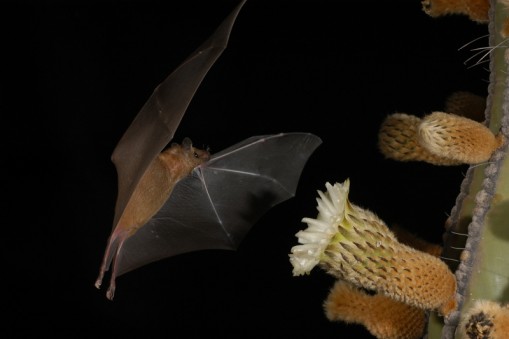 Without bats controlling numbers of crop-destroying insects, there would be a lot less food on tables right across Mexico, and without them pollinating the agave plant, there might also be no tequila with which to wash it down!