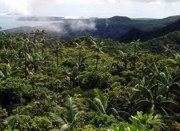 The upland rainforests of Pohnpei help protect an important watershed on which 37,000 people depend for water