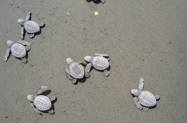 Olive ridley turtle hatchlings