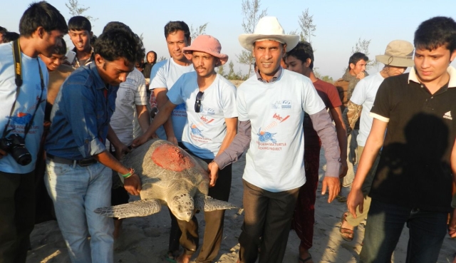 Satelite-tagged turtle release