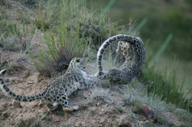 Snow Leopards_credit Cyril Grundmann_Snow Leopard Trust