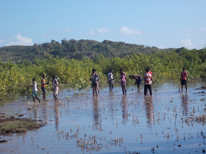 Jean Mangrove reforestation