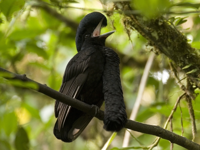 umbrellabird