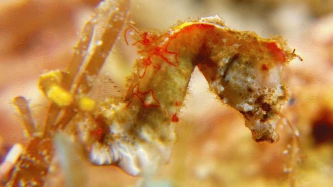 Weedy pygmy seahorse (C) Lenny Kim
