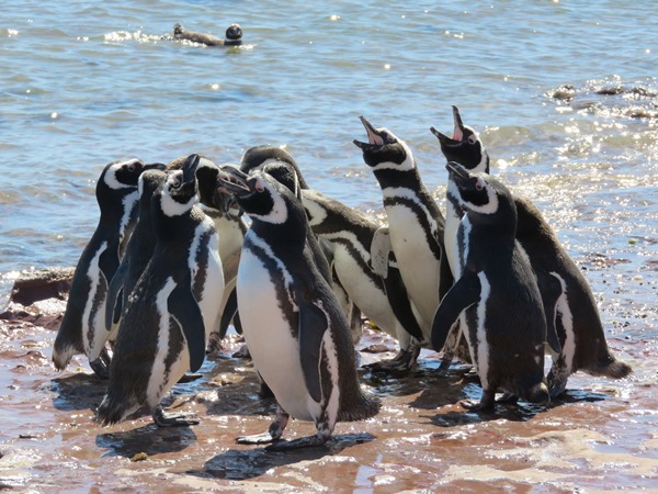 Penguins