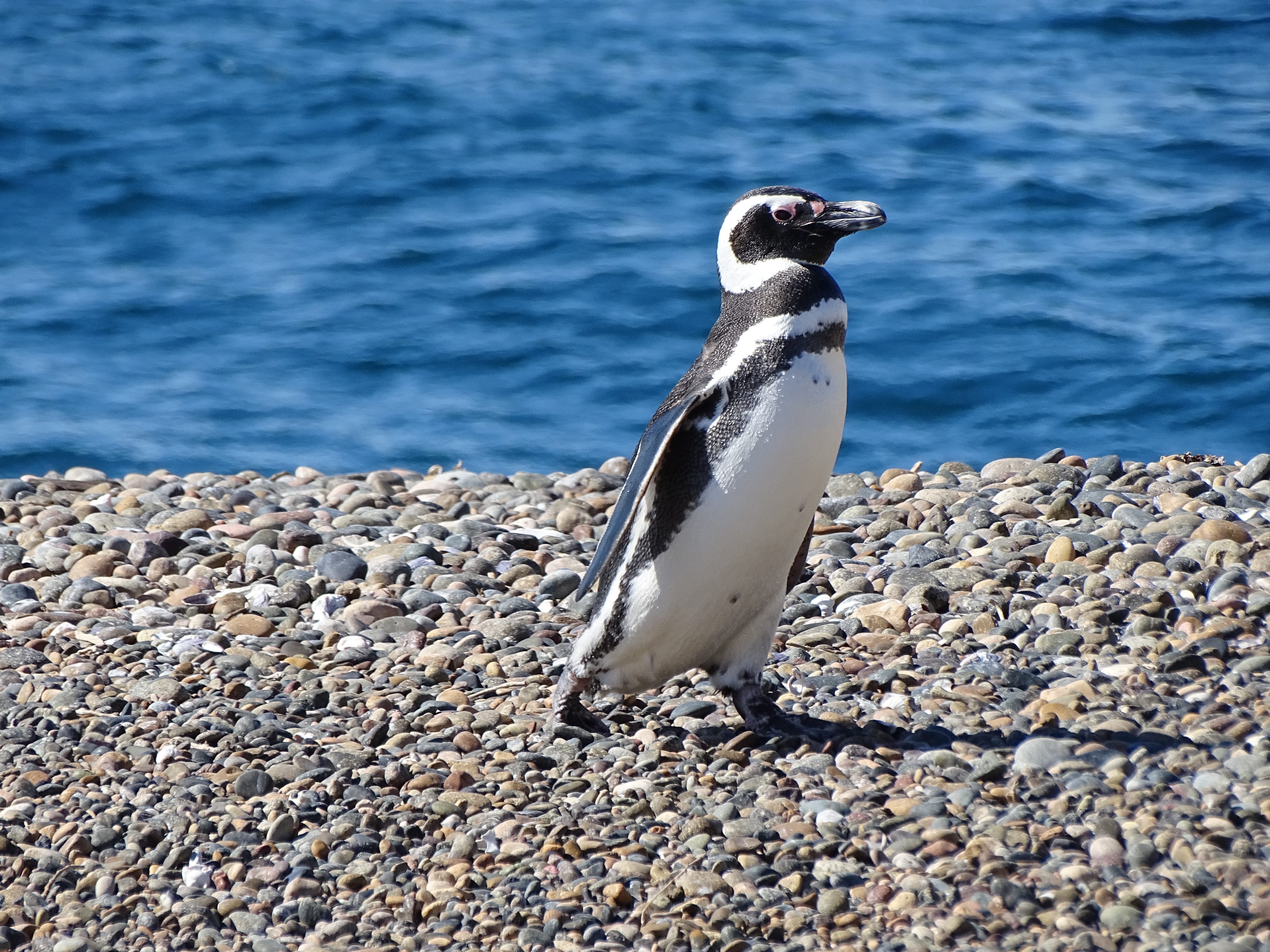magellanic-penguin