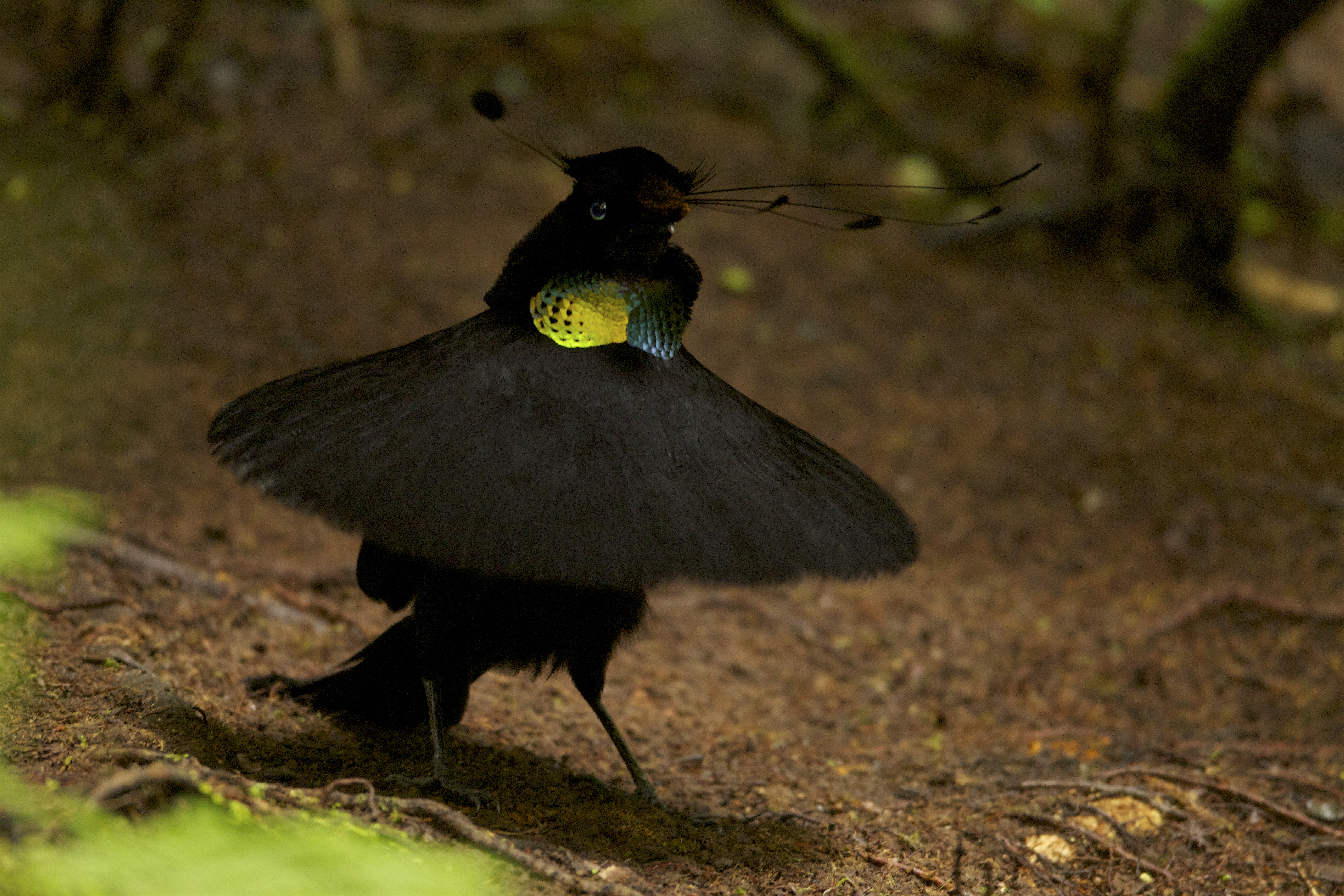 Wahnes's Parotia (Parotia wahnesi) adult male performs ballerina display.