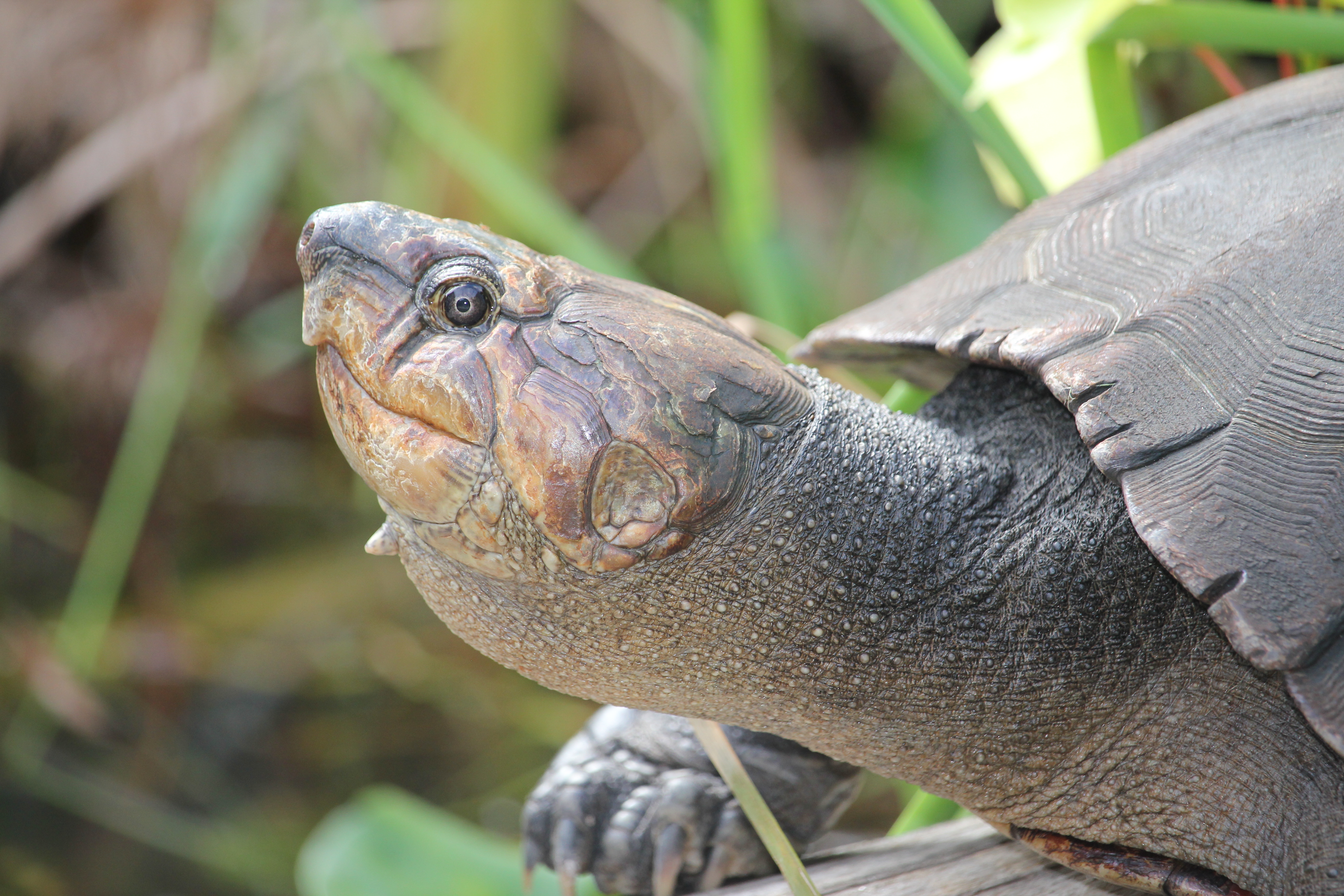 USE Adult Female close up_Lance Woolaver