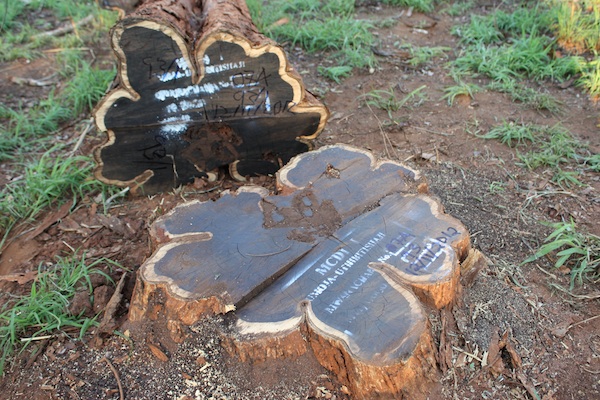 USE FSC certified log of blackwood
